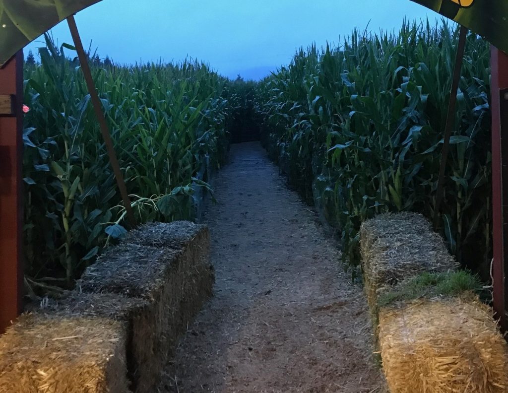 Corn Maze